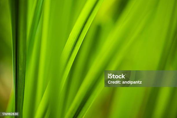 Blades Of Grass Stock Photo - Download Image Now - Beauty In Nature, Blade of Grass, Close-up