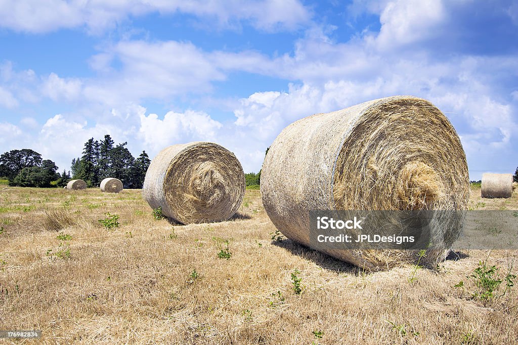 Runde Bales of Hay - Lizenzfrei Alfalfasprosse Stock-Foto