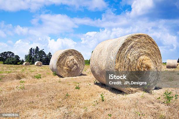 Runde Bales Of Hay Stockfoto und mehr Bilder von Alfalfasprosse - Alfalfasprosse, Hausrind, Abnehmen