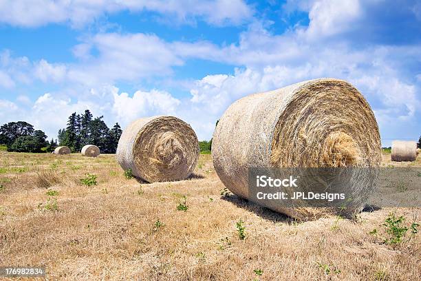 De Fardos De Feno - Fotografias de stock e mais imagens de Broto de Alfafa - Broto de Alfafa, Gado doméstico, Agricultura