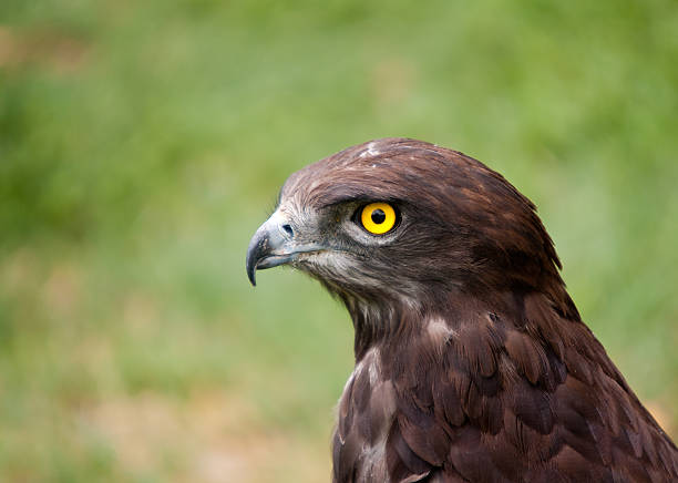 Lovely closeup of a black chested snake eagle stock photo