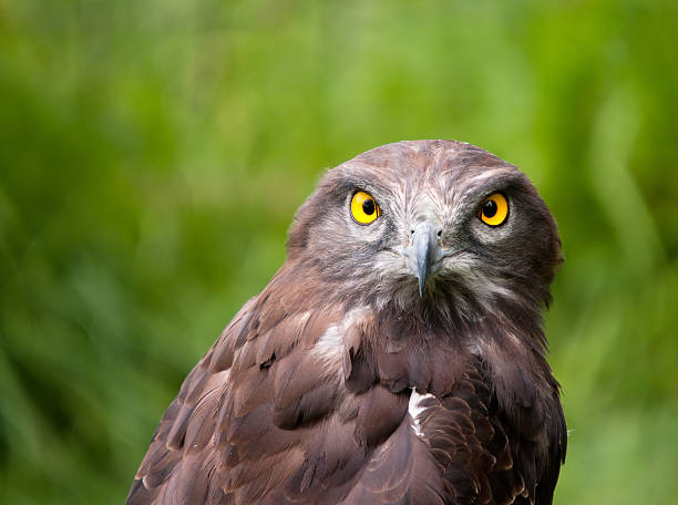 Lovely closeup of a black chested snake eagle stock photo
