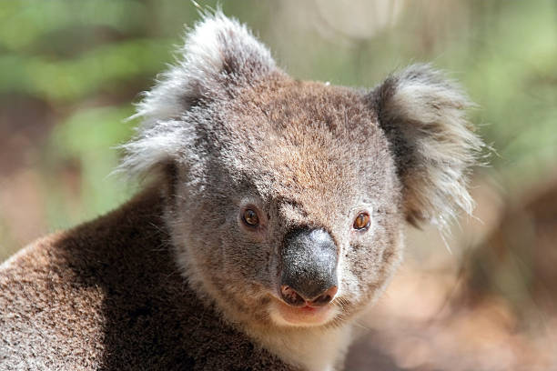 Koala stock photo