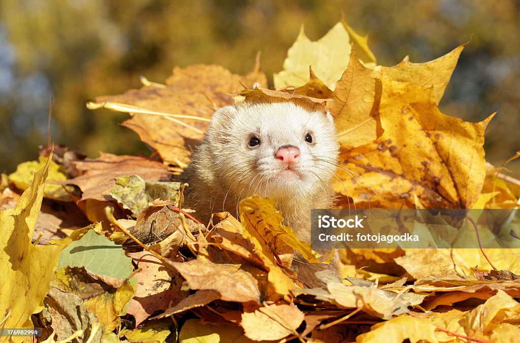 Ferret in yellow autumn leaves  Ferret Stock Photo