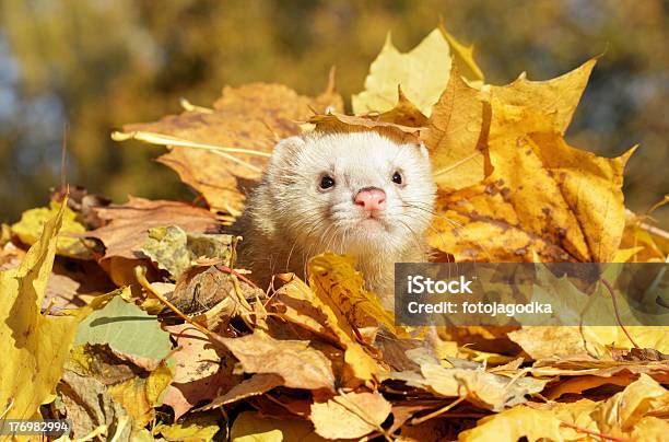 Ferret In Yellow Autumn Leaves Stock Photo - Download Image Now - Ferret, Animal, Autumn