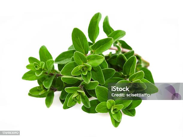 Sprigs Of Marjoram On A White Background Stock Photo - Download Image Now - Biology, Bunch, Condiment
