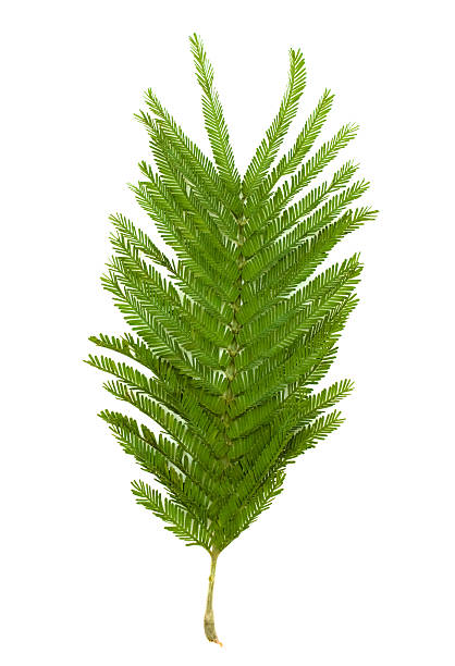 istock Leaf of mimosa isolated on white 176983131