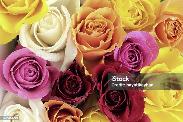 색상화 장미 기념일에 대한 스톡 사진 및 기타 이미지 - 기념일, 꽃 나무, 꽃-꽃의 구조