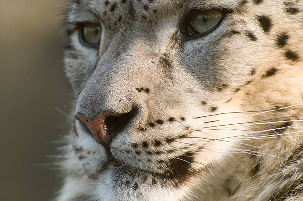 A close up of a snow leopard taken at Marwell Zoo.