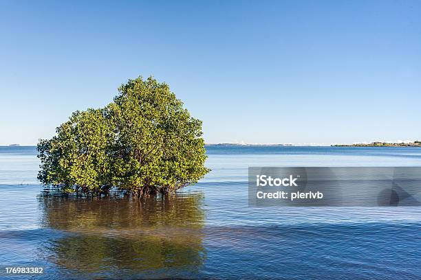 Mangrove Stock Photo - Download Image Now - Madagascar, Mangrove Forest, Mangrove Tree