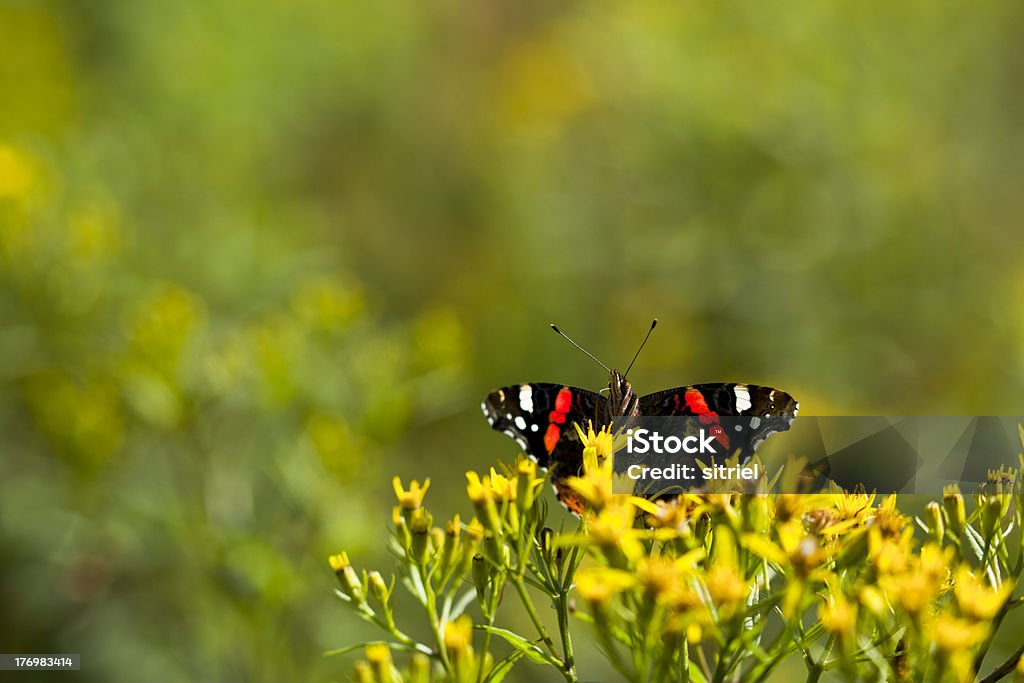 Macrophotography z butterfly - Zbiór zdjęć royalty-free (Bez ludzi)