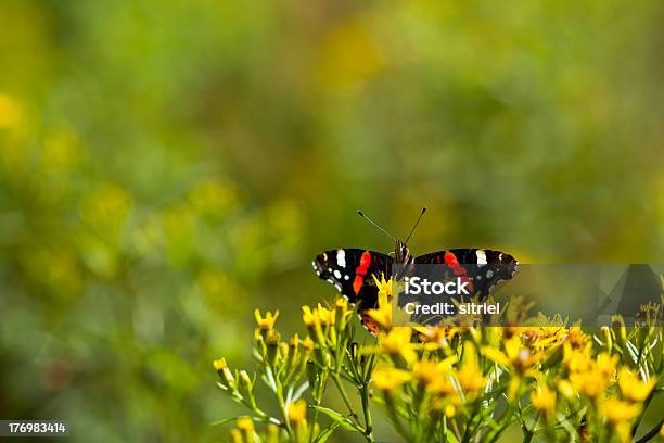 Macrophotography Z Butterfly - zdjęcia stockowe i więcej obrazów Bez ludzi - Bez ludzi, Fotografika, Horyzontalny