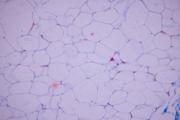 características tejido del cuero cabelludo humano, piel humana de la superficie general del cuerpo y que muestra las glándulas sudoríparas bajo el microscopio. - human tissue histology dermatology human skin fotografías e imágenes de stock