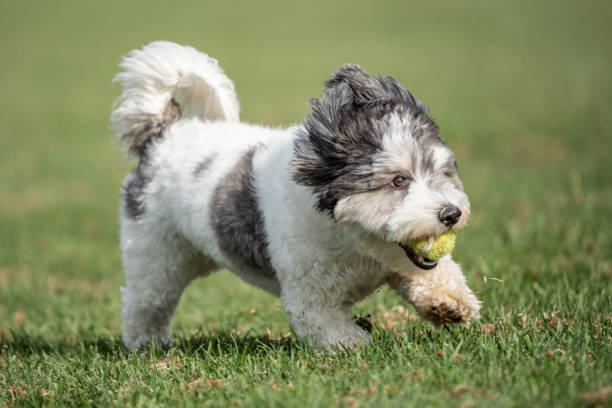 istock Puppy Running With Ball 1769835700