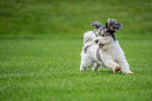 Cute black and white puppy dog with floppy ears running on grass