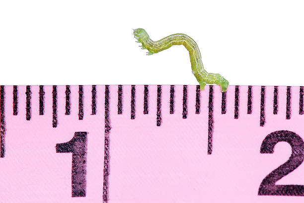 A macro shot of a green inch worm canker worm walking along the top of a pink measuring tape