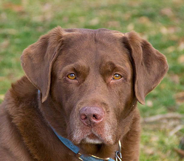Beautiful chocolate Labrador retriever stock photo