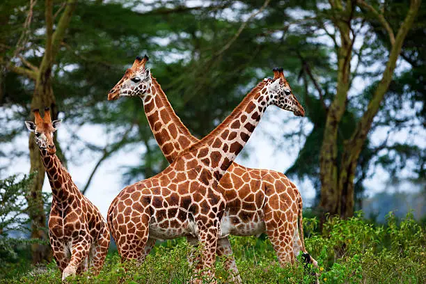 Photo of Rotschild's giraffes