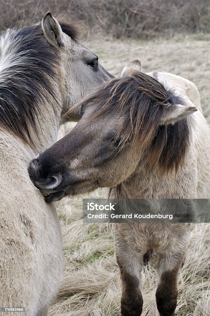 wild horses cleaning each other two wild horses cleaning each other Animal Stock Photo