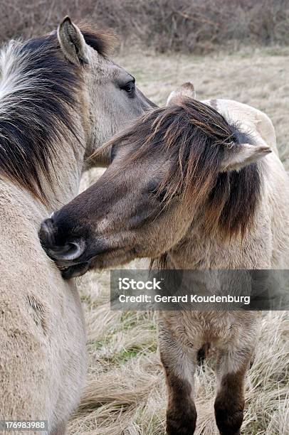 Wild Horses Cleaning Each Other Stock Photo - Download Image Now - Animal, Animal Body Part, Animal Head