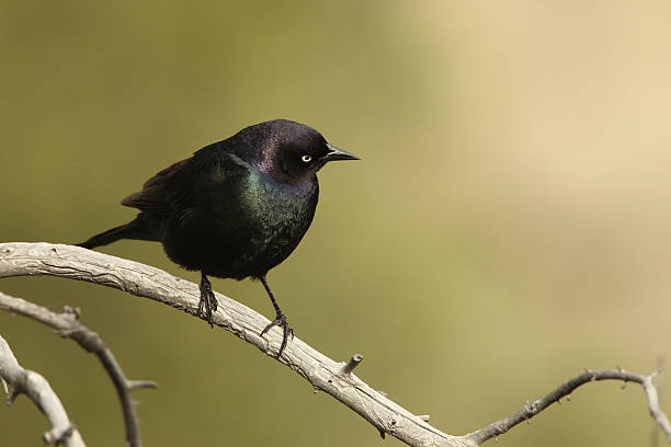istock Brewer's Blackbird in Yellowstone National Park 176984112