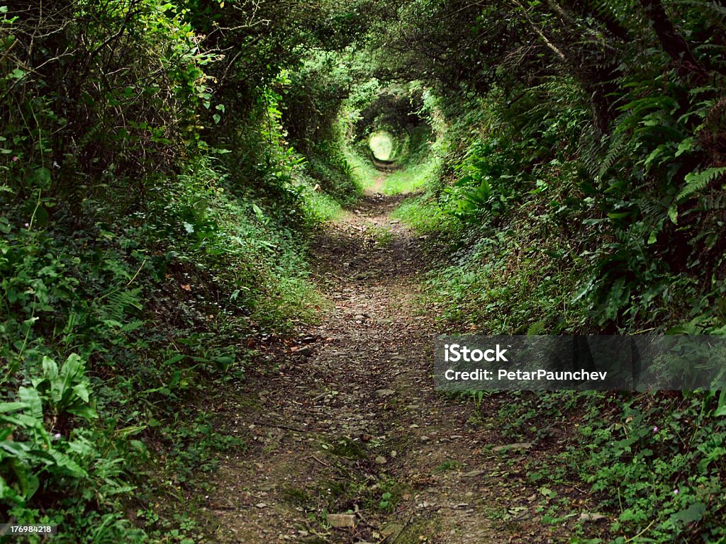 Enchanted tunnel path in the forest Tunnel -like path covered with bushes and trees with light at the end Beauty In Nature Stock Photo