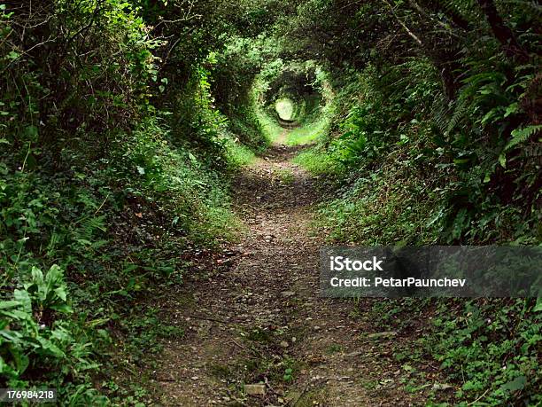 Enchanted Tunnel Path In The Forest Stock Photo - Download Image Now - Beauty In Nature, Bush, Concepts