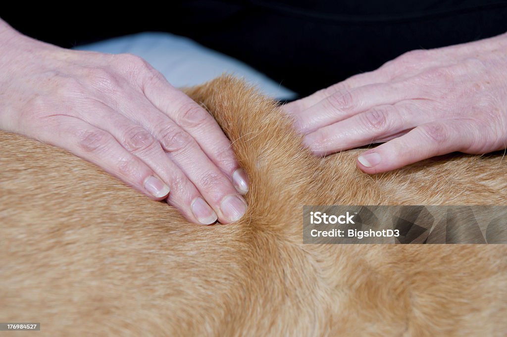 Hundeartige Massage - Lizenzfrei Hund Stock-Foto