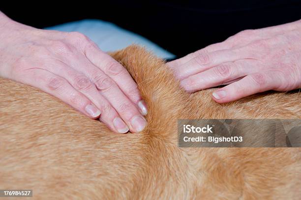 Hundeartige Massage Stockfoto und mehr Bilder von Hund - Hund, Massieren, Masseur