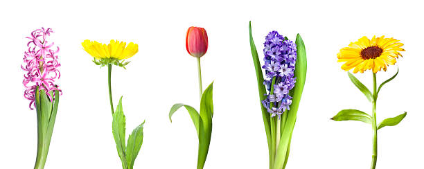 istock Collection of spring flowers 176984651