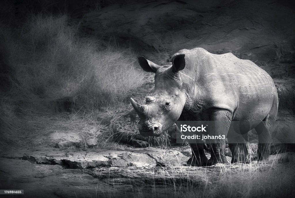 A black and white photograph of a rhinoceros White Rhinoceros (Artistic processing) Rhinoceros Stock Photo