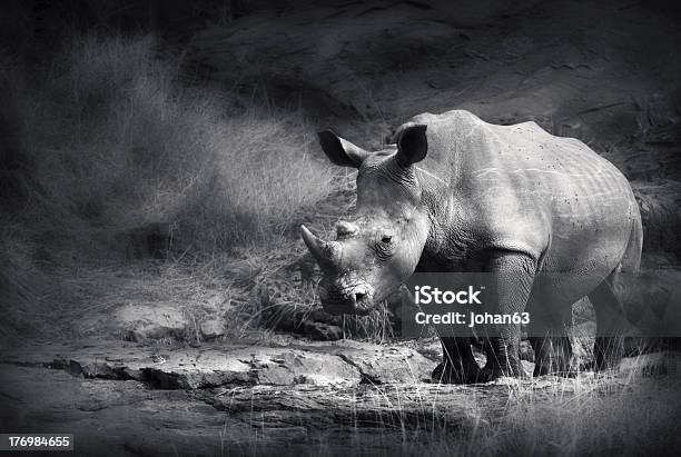 A Black And White Photograph Of A Rhinoceros Stock Photo - Download Image Now - Rhinoceros, Animal, Black And White