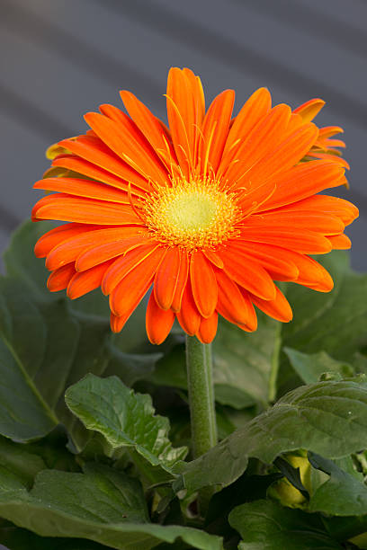 gerbera laranja - foto de acervo