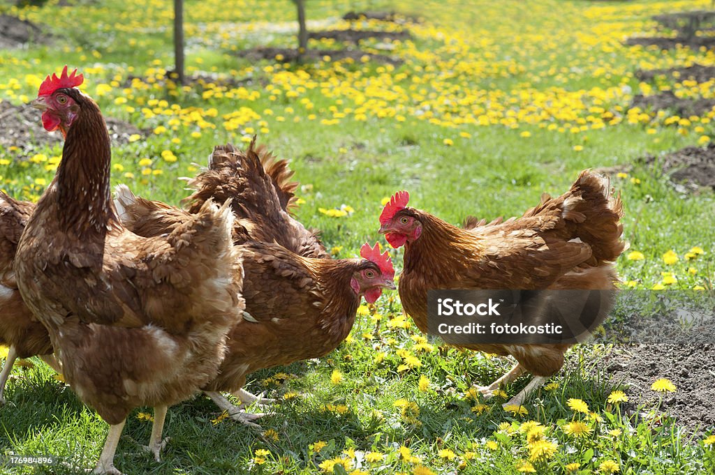 Pollame in campo - Foto stock royalty-free di Agricoltura