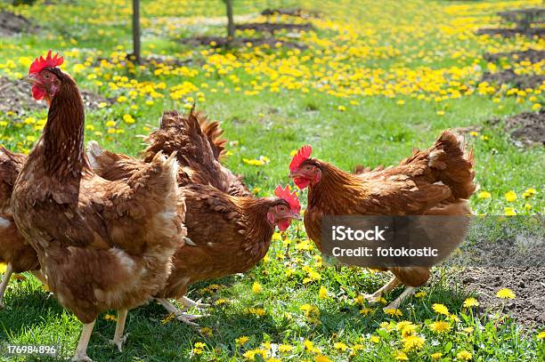 Pollame In Campo - Fotografie stock e altre immagini di Agricoltura - Agricoltura, Ala di animale, Ambientazione esterna