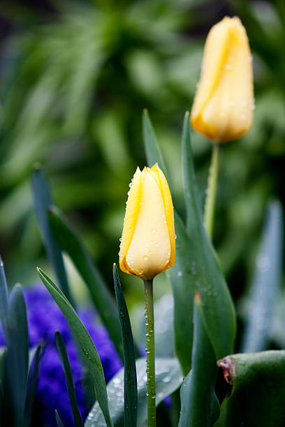 Yellow tulips stock photo