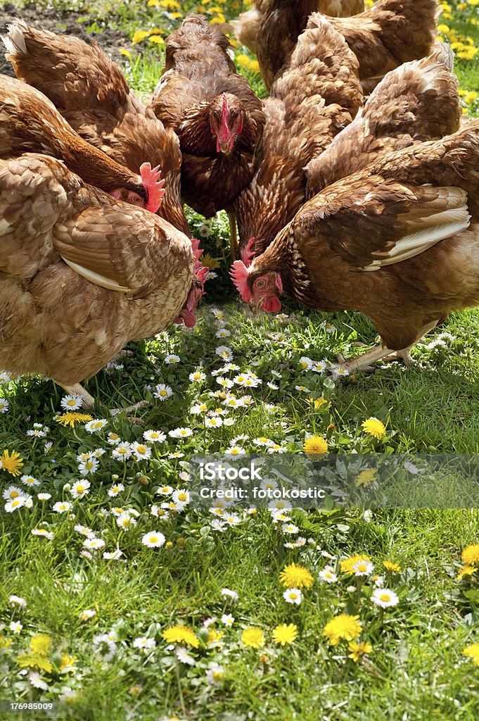 poultry in field Hens outside in the meadow Junglefowl Stock Photo