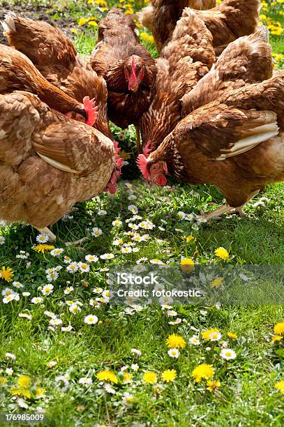 Poultry In Field Stock Photo - Download Image Now - Junglefowl, Agricultural Field, Agriculture
