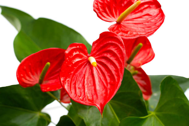 istock Flamingo flower or pigtail anthurium 1769853284