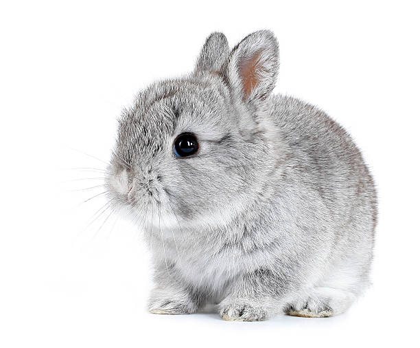 bunny cinza coelho de bebê isolado no fundo branco - rabbit hairy gray animal - fotografias e filmes do acervo