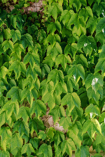 Las hojas verdes de las uvas vichi se tejen a lo largo de un muro de piedra photo