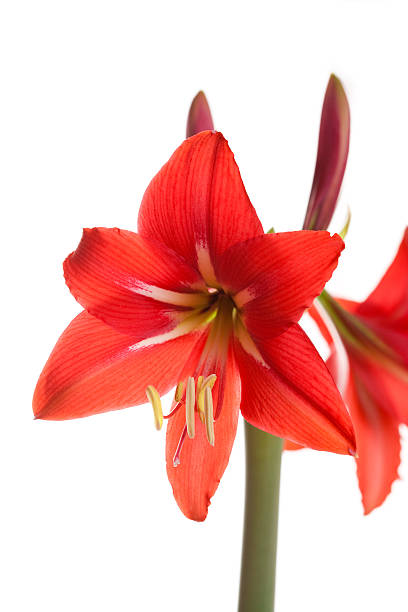 istock Red Amaryllis flower on white background 176985599