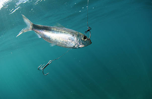 Pilchard Fish Bait On Hook Stock Photo - Download Image Now