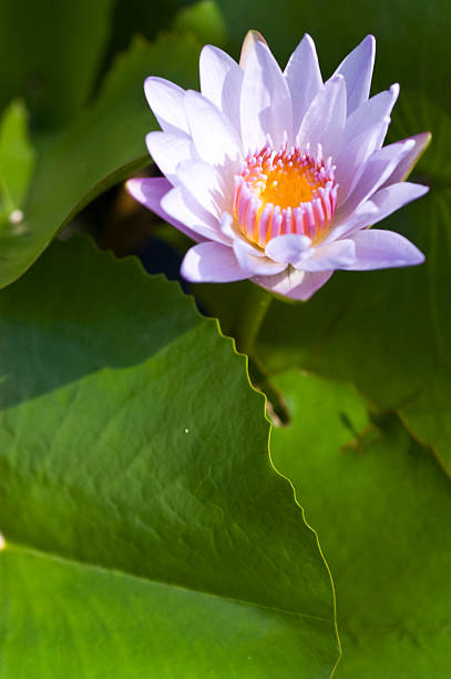 purple lotus stock photo