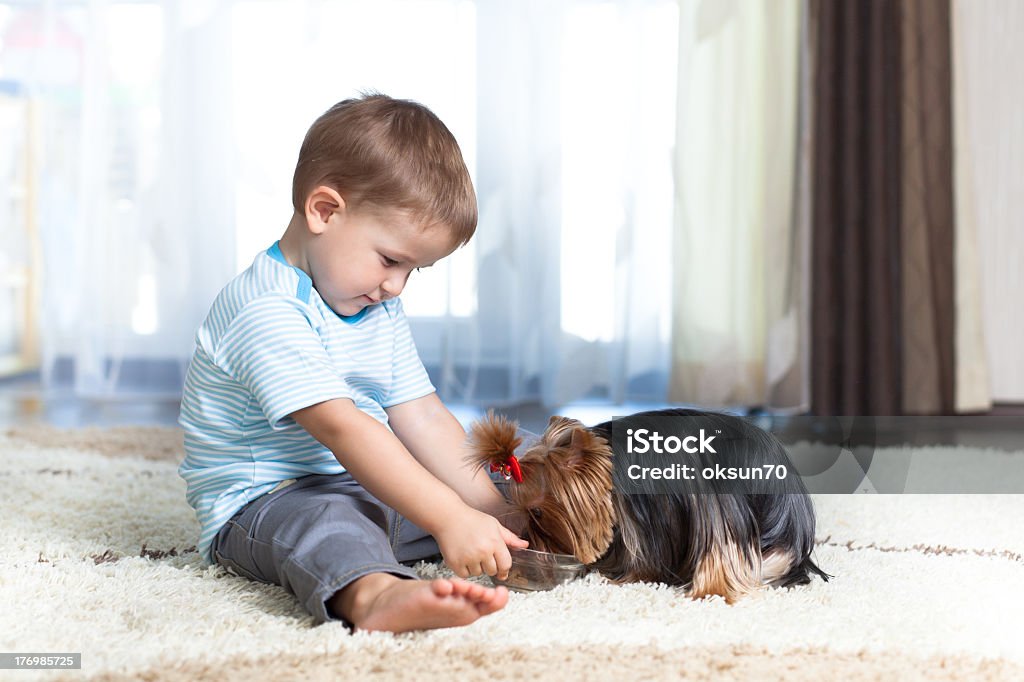 adorable child feeding yorkshire terrier dog  at home adorable boy feeding yorkshire terrier dog  at home Child Stock Photo