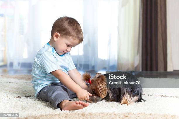 Adorable Child Feeding Yorkshire Terrier Dog At Home Stock Photo - Download Image Now