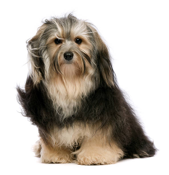 istock Cute sitting tricolor Havanese dog 176986053