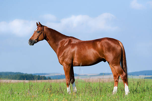 castagna cavallo in piedi in campo. - stallion foto e immagini stock