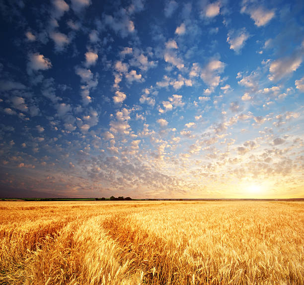 istock Meadow of wheat 176986240