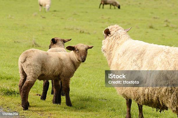 Suffolk Carneiro - Fotografias de stock e mais imagens de Agricultura - Agricultura, Animal, Ao Ar Livre